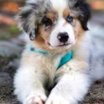 white and brown long coated dog