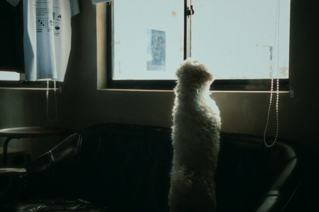 A fluffy dog gazes out of a bright window.